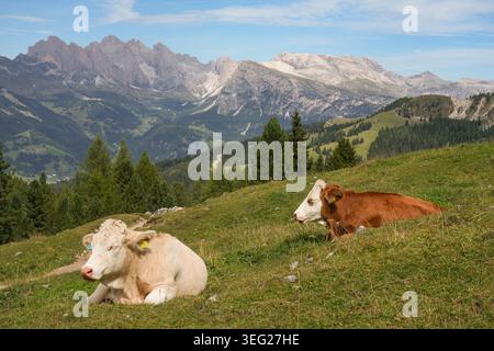 Le mucche stanno pascolando nel prato. Puez - massiccio della montagna Geisler sullo sfondo. Alto Adige. Dolomiti. Italia. Foto Stock
