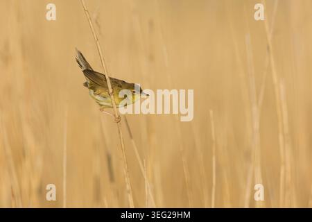 Parula Grasshopper Locustella naevia, maschio adulto arroccato su canne, Suffolk, Inghilterra, maggio Foto Stock