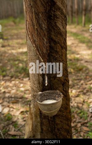Primo piano di corteccia di alberi di gomma con taglio maschiato e tazza che raccoglie lattice fresco in una piantagione tropicale, illustrando la raccolta del lattice, la maschiatura della gomma, Foto Stock
