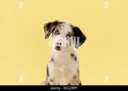 il cucciolo guarda direttamente la fotocamera in un ritratto in studio. Lo sfondo giallo e il cappotto merle creano un'atmosfera pulita e commerciale per la fotografia di animali domestici. Foto Stock