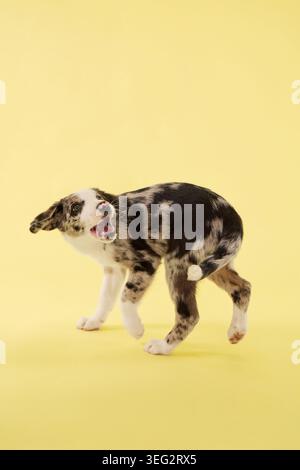 Un cucciolo cammina con attenzione nell'illuminazione colorata dello studio. Lo sfondo giallo crea una allegra composizione pubblicitaria di foto per animali domestici. Foto Stock