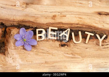 Parola di bellezza scritta con lettere di legno su un tronco diviso con nucleo scuro all'interno, e un delicato fiore viola, bellezza in natura Foto Stock