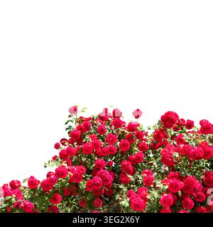 Lussureggiante cespuglio di rose rosse in fiore con foglie verdi, isolate sul bianco, elemento floreale per design romantici, inviti di nozze, projec di San Valentino Foto Stock