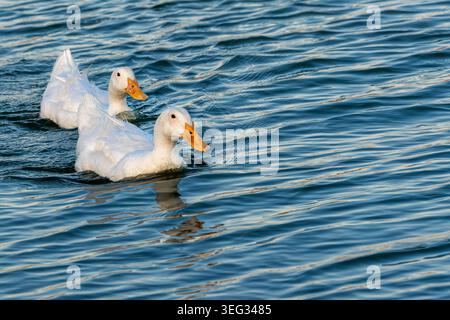 Due White Ducks che nuotano nel lago Foto Stock