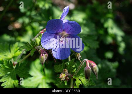 Il blu di Geranium Johnson cresce in parte ombreggiato in un giardino, Regno Unito Foto Stock