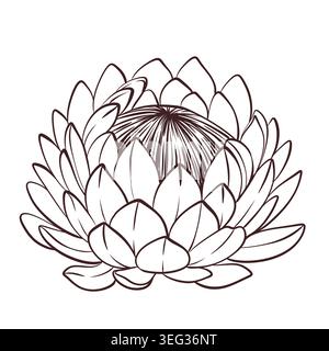 Illustrazione monocromatica protea Bud, elemento botanico vettoriale pulito per un design moderno Illustrazione Vettoriale