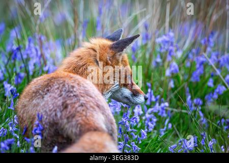 Un sorprendente ritratto ravvicinato di una volpe rossa selvaggia che si muove tranquillamente attraverso un tappeto di fiori bluebell. Lo sguardo intenso della volpe, la pelliccia umida e il legno naturale Foto Stock