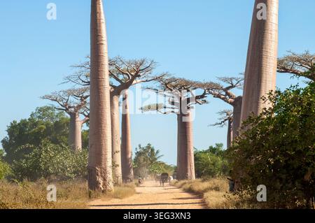 Zebu cart e la gente del posto camminano lungo il viale dei Baobab su una strada sterrata polverosa, Morondava, Madagascar occidentale Foto Stock