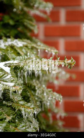 Un ramo congelato di un albero di tasso canadese (noto anche come taxus canadensis, tasso canadese) ricoperto di ghiaccio, dopo una pioggia gelida. Foto Stock