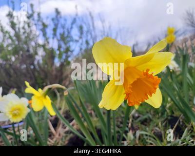 Fiore di narcisi in fiore il giorno di primavera con il cielo blu. Primo piano del fiore di Narciso. Fiore fiorito con petali arancioni gialli, stami gialli, foglie verdi che crescono a terra. Sfondo naturale Foto Stock