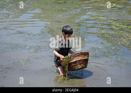 Qazigund, India. 17 maggio 2026. Un abitante che partecipa all'antico Panzath Fish Festival utilizza il tradizionale cestino di vimini per pescare. L'evento annuale della comunità si raddoppia come uno sforzo vitale per la conservazione, dove i residenti ripuliscono il limo dalle sorgenti storiche per garantire acqua pulita per l'irrigazione prima della stagione di piantagione del riso. Il 17 maggio 2026 a Qazigund, nel Kashmir meridionale. (Foto di Danish Showkat/ credito: Eyepix Group/Alamy Live News Foto Stock