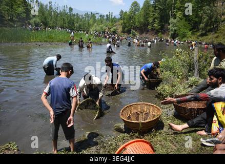Qazigund, India. 17 maggio 2026. Gli abitanti del villaggio che partecipano all'antico Panzath Fish Festival usano i tradizionali cesti di vimini per pescare. L'evento annuale della comunità si raddoppia come uno sforzo vitale per la conservazione, dove i residenti ripuliscono il limo dalle sorgenti storiche per garantire acqua pulita per l'irrigazione prima della stagione di piantagione del riso. Il 17 maggio 2026 a Qazigund, nel Kashmir meridionale. (Foto di Danish Showkat/ Eyepix Group) credito: SIPA USA/Alamy Live News Foto Stock