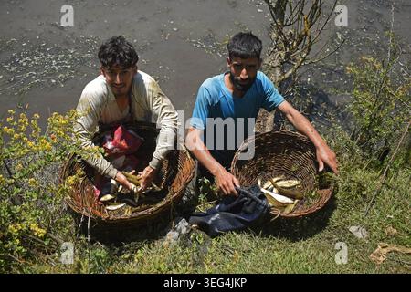 Qazigund, India. 17 maggio 2026. Le persone mostrano i pesci catturati su un cesto di vimini durante l'antico Panzath Fish Festival. L'evento annuale della comunità si raddoppia come uno sforzo vitale per la conservazione, dove i residenti ripuliscono il limo dalle sorgenti storiche per garantire acqua pulita per l'irrigazione prima della stagione di piantagione del riso. Il 17 maggio 2026 a Qazigund, nel Kashmir meridionale. (Foto di Danish Showkat/ Eyepix Group) credito: SIPA USA/Alamy Live News Foto Stock