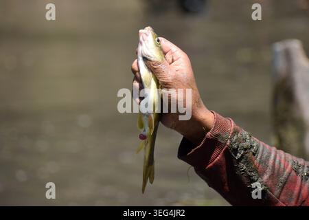 Una persona mostra un pesce pescato durante l'antico Panzath Fish Festival. L'evento annuale della comunità si raddoppia come uno sforzo vitale per la conservazione, dove i residenti ripuliscono il limo dalle sorgenti storiche per garantire acqua pulita per l'irrigazione prima della stagione di piantagione del riso. Il 17 maggio 2026 a Qazigund, nel Kashmir meridionale. (Immagine di credito: © Danish Showkat/eyepix via ZUMA Press Wire) SOLO PER USO EDITORIALE! Non per USO commerciale! Foto Stock