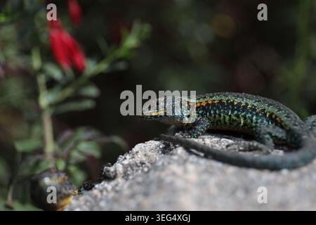Primo piano di una lucertola verde brillante con segni gialli e neri che poggiano su una roccia in un ambiente naturale. Ritratto dettagliato dei rettili Foto Stock