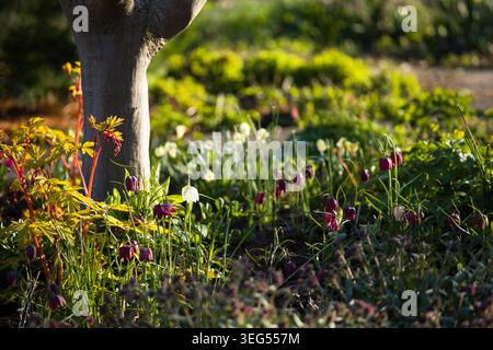 Un giardino vibrante fa esplodere tulipani e narcisi in giardino in primavera con luce dorata del tramonto e messa a fuoco selettiva Foto Stock