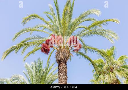 Un'alta palma da dattero mostra gruppi di datteri rossi maturi appesi al suo tronco, circondati da lussureggianti fronde di palme verdi sotto un cielo blu brillante, creat Foto Stock