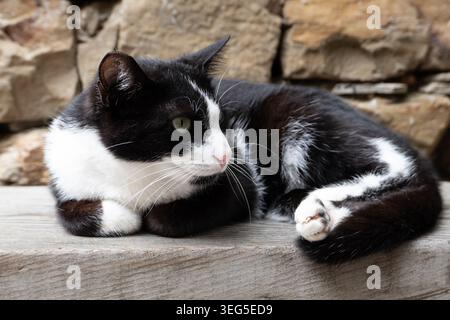 Gatto bianco e nero che si rilassa su una panchina di legno intemprata con sfondo rustico in pietra a Groznjan Grisignana, un antico villaggio in cima a una collina in Istria Cro Foto Stock