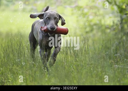 Weimaraner Jagdhund apportiert Dummy Foto Stock