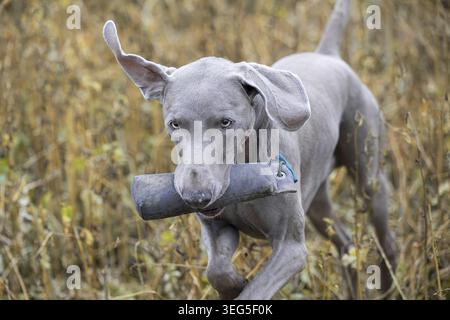 Weimaraner bei Dummytraining Foto Stock