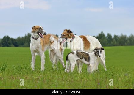 Due cani adulti e un cucciolo di bellissimi cani borzoi russi che camminano nel verde Foto Stock