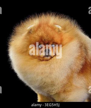 Ritratto di uno splendido cucciolo rosso di Spitz della Pomerania isolato su sfondo nero Foto Stock