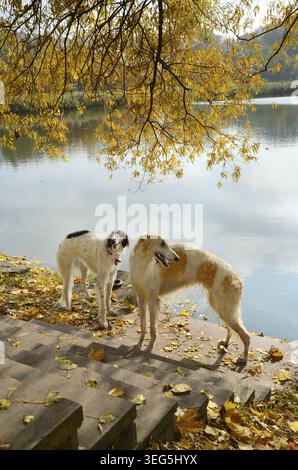Due lupi russi sullo sfondo autunnale Foto Stock