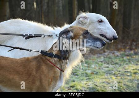 White Russian Borzoi e Brown Kazakh greyhound Tazi nella foresta autunnale Foto Stock