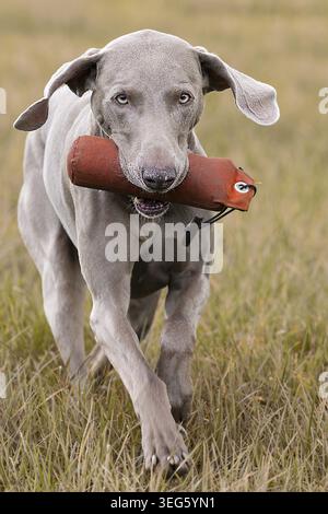 Weimaraner Apportierpuppe Foto Stock