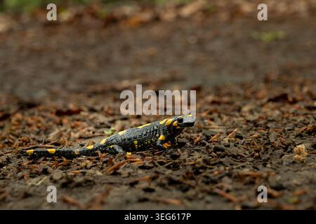 Primo piano di una salamandra con vivaci macchie gialle e nere nella foresta di Ivanjica, Serbia Foto Stock