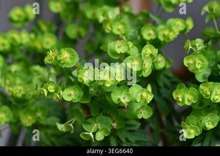 Primo piano dello stabilimento di legname "Euphorbia Amygdaloides" Foto Stock