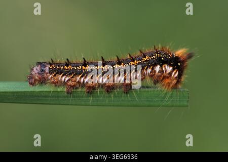 Bevitore Moth Caterpillar Philudoria (Euthrix potatoria) Foto Stock