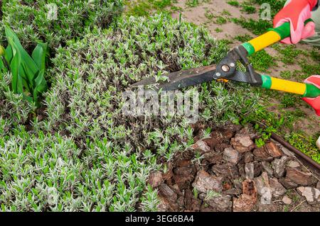 Le mani che indossano i guanti utilizzano cesoie da giardino per rifinire una fitta pianta di lavanda, con pacciame e fogliame verde visibili Foto Stock
