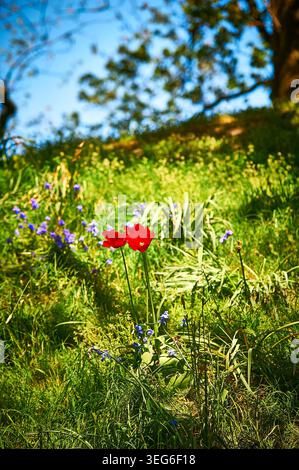 Campane blu e due papaveri in collina in primavera, Regno Unito Foto Stock