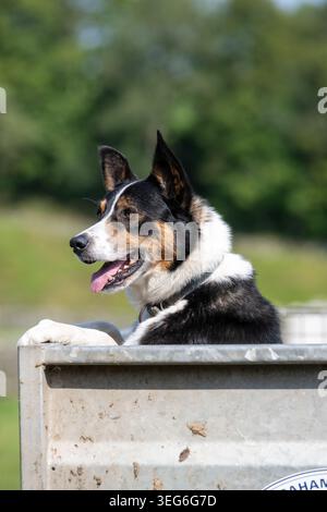 Alert Border Collie Sheepdog stava in piedi in un rimorchio di quad a guardare le pecore. North Yorkshire, Regno Unito. Foto Stock