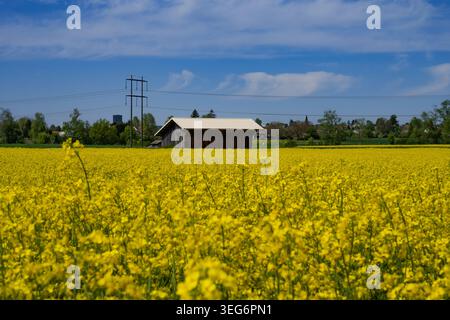 Splendida natura primaverile in Svizzera Foto Stock