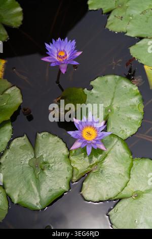 Fiori di loto blu nello stagno del monastero buddista di Brahmavihara, Bali Foto Stock