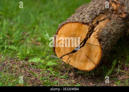 Primo piano su erba verde appena tagliata Foto Stock
