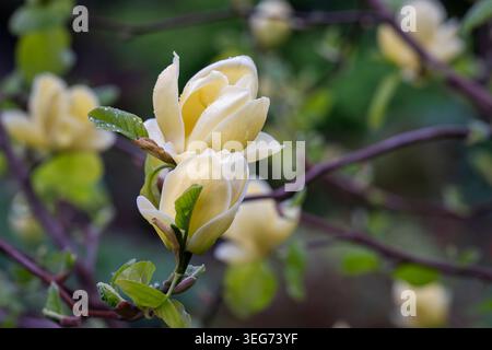 Magnolia giallo tenue x brooklynensis «Yellow Bird» fioritura che si apre su un ramo con foglie verdi fresche e un delicato fondo bokeh primaverile. Foto Stock