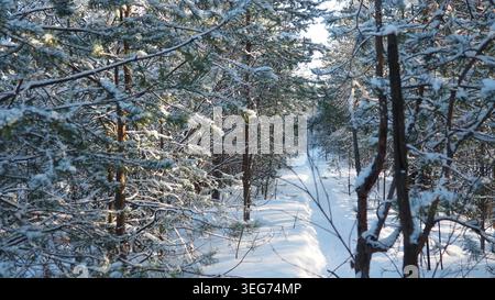 Un sentiero è visibile attraverso un terreno innevato circondato da alti pini nella Carelia di Taiga. La luce del sole filtra tra i rami, creando una luce luminosa Foto Stock