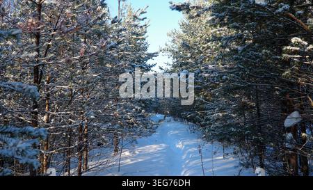 La neve copre il terreno mentre un sentiero attraversa alti pini nella Carelia di Taiga. La luce solare invernale splende sulla neve bianca e sul verde Foto Stock