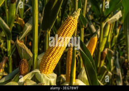 Le piante di mais sono alte nel campo, mentre le orecchie di mais si sviluppano sotto la luce del sole nel tardo pomeriggio, nella tarda stagione estiva. Foto Stock