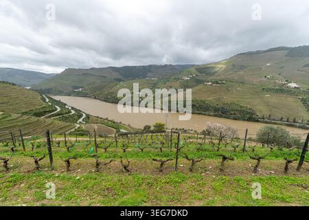 I filari di vigneti terrazzati scendono lungo le ripide colline verso il fangoso fiume Douro in Portogallo, formando un panorama agricolo spettacolare sotto un cielo nuvoloso Foto Stock