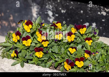 Pancy da giardino, viola wittrockiana di colore giallo e marrone in un vaso di fiori da giardino Foto Stock