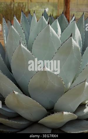 Agave parryi mescal succulente foglie di pianta con spine affilate. Foto Stock