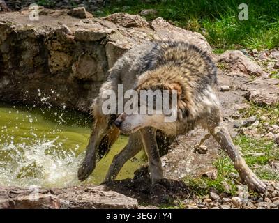 Il Jurapark si trova al confine tra Svizzera e Francia e ospita lupi e orsi nello stesso grande recinto. Foto Stock