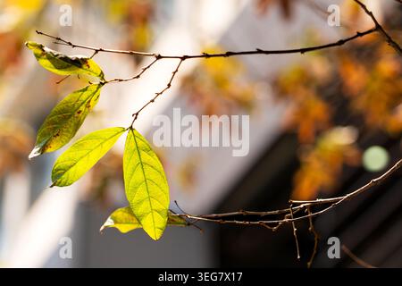 Foglie verdi vivaci illuminate dalla luce del sole su sottili rami d'albero, poste su uno sfondo bokeh verde e giallo splendidamente morbido. Foto Stock