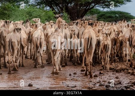 Durante un viaggio nel deserto di Chalbi, ci siamo imbattuti in una grande carovana di cammelli proprio come aveva attraversato un fiume. Si stava allontanando dal fiume a velocità sostenuta. Foto Stock