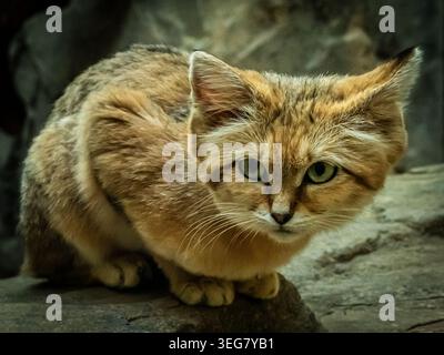 A quanto pare, i gatti di sabbia sono sfuggenti e ampiamente sparsi in natura. Devo ringraziare lo zoo di Berlino per aver scoperto questi bellissimi gatti. Foto Stock