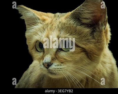 A quanto pare, i gatti di sabbia sono sfuggenti e ampiamente sparsi in natura. Devo ringraziare lo zoo di Berlino per aver scoperto questi bellissimi gatti. Foto Stock
